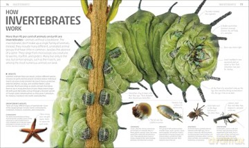 Explanatorium of Nature: Where the Wonders of the World are Revealed (DK Explanatorium) [KSIĄŻKA]
