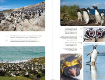 Falkland Islands (Bradt Travel Guides) - Will Wagstaff [KSIĄŻKA]
