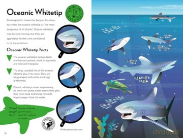 Fantastic Fearsome Sharks (Ignite STEM Book + Model Kit) - Kit Elliot [KSIĄŻKA]