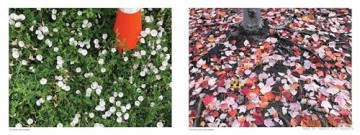 Find the Poo #2 Without Worrying About Where You Step Again - Joe Shyllit [KSIĄŻKA]