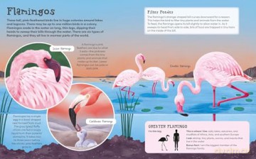 First Picture Encyclopedia of Animals (Arcturus First Picture Encyclopedias) - Belinda Gallagher [KSIĄŻKA]