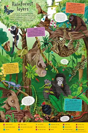 First Rainforest Book - Camilla de la Bedoyere [KSIĄŻKA]
