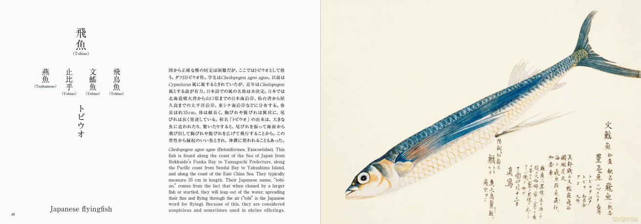 Fishes of Edo: A Guide to Classical Japanese Fishes (Pie EDO Nature Illustration) - Kazuhiko Tajima [KSIĄŻKA]