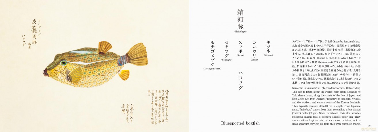 Fishes of Edo: A Guide to Classical Japanese Fishes (Pie EDO Nature Illustration) - Kazuhiko Tajima [KSIĄŻKA]
