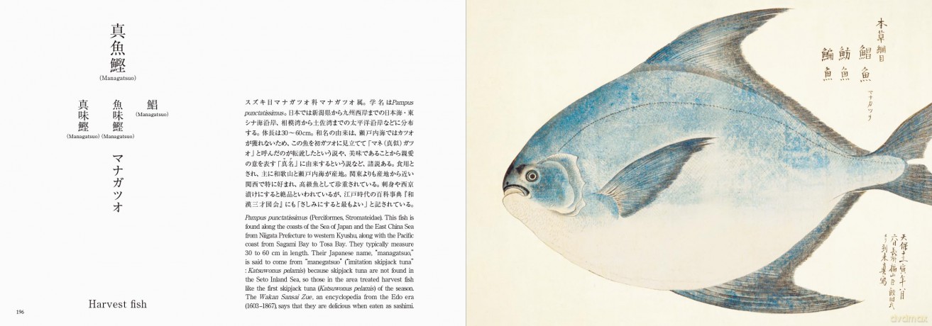 Fishes of Edo: A Guide to Classical Japanese Fishes (Pie EDO Nature Illustration) - Kazuhiko Tajima [KSIĄŻKA]