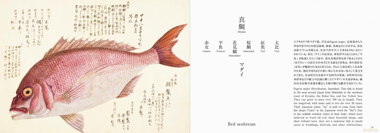 Fishes of Edo: A Guide to Classical Japanese Fishes (Pie EDO Nature Illustration) - Kazuhiko Tajima [KSIĄŻKA]