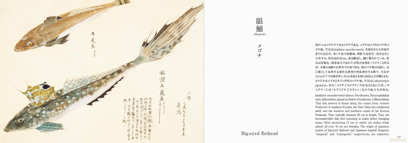 Fishes of Edo: A Guide to Classical Japanese Fishes (Pie EDO Nature Illustration) - Kazuhiko Tajima [KSIĄŻKA]