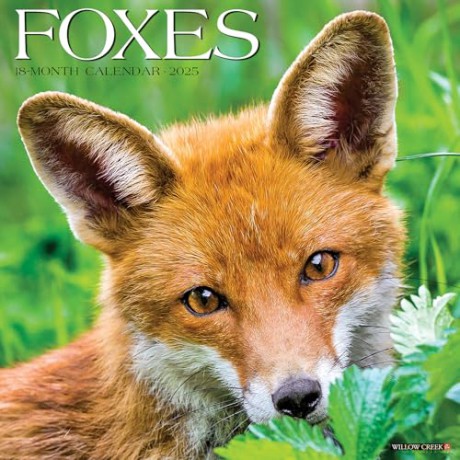 Foxes 2025 Wall [KSIĄŻKA]