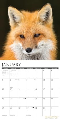 Foxes 2025 Wall [KSIĄŻKA]