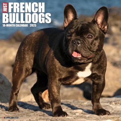 French Bulldogs 2025 Wall [KSIĄŻKA]