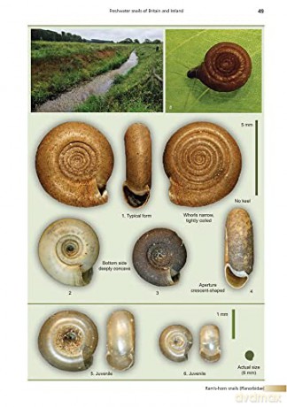 Freshwater Snails of Britain and Ireland (AIDGAP) - Ben Rowson [KSIĄŻKA]