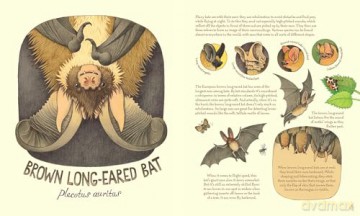Genius Ears: A Curious Animal Compendium (Genius Animals) - Lena Anlauf [KSIĄŻKA]