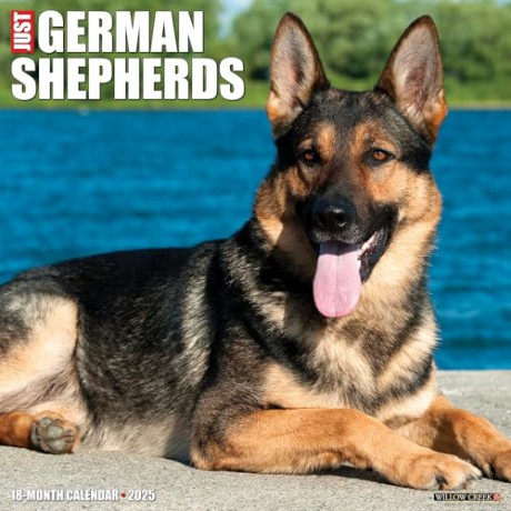 German Shepherds 2025 Wall [KSIĄŻKA]