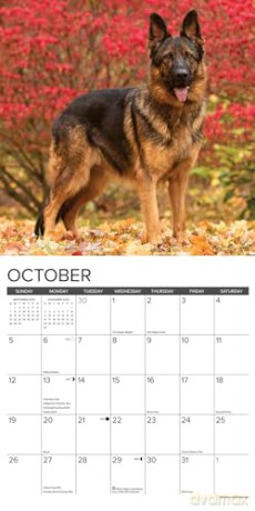 German Shepherds 2025 Wall [KSIĄŻKA]
