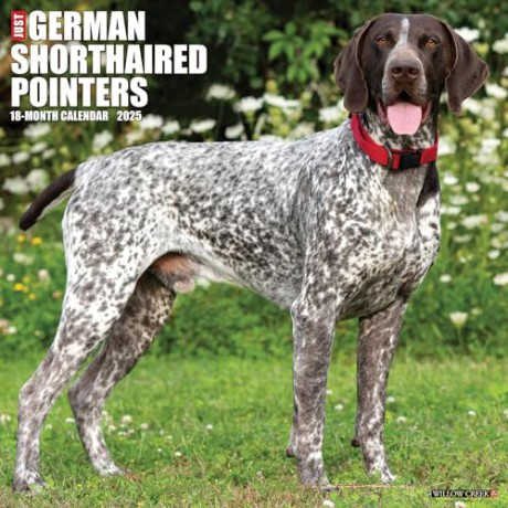German Shorthaired Pointers 2025 Wall [KSIĄŻKA]