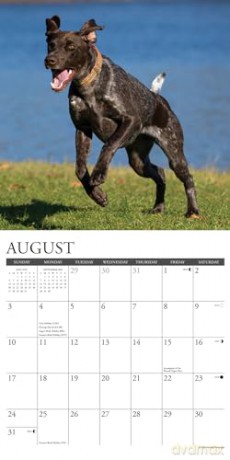 German Shorthaired Pointers 2025 Wall [KSIĄŻKA]