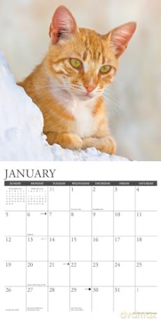 Ginger Cats 2025 Wall [KSIĄŻKA]