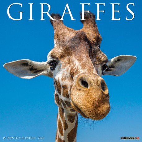 Giraffes 2025 Wall [KSIĄŻKA]