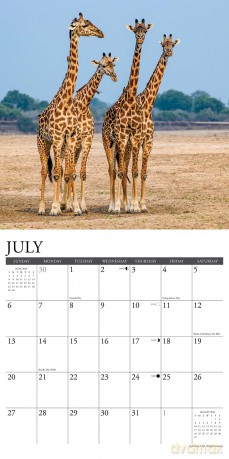 Giraffes 2025 Wall [KSIĄŻKA]