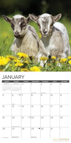 Goats 2025 Wall [KSIĄŻKA]