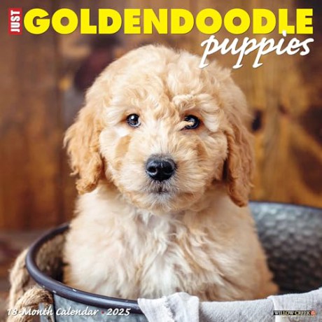 Goldendoodle Puppies 2025 Wall [KSIĄŻKA]