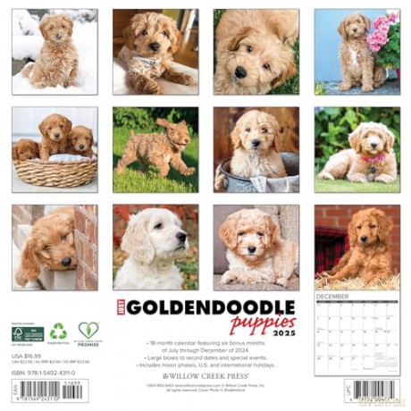 Goldendoodle Puppies 2025 Wall [KSIĄŻKA]