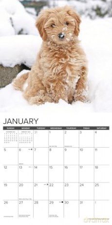 Goldendoodle Puppies 2025 Wall [KSIĄŻKA]
