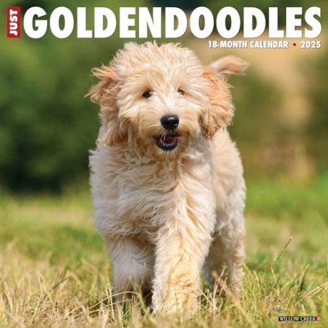 Goldendoodles 2025 Wall [KSIĄŻKA]
