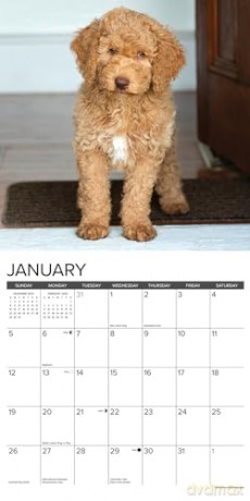 Goldendoodles 2025 Wall [KSIĄŻKA]
