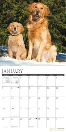 Goldens 2025 Wall [KSIĄŻKA]