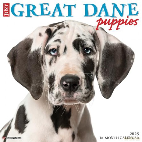 Great Dane Puppies 2025 Wall [KSIĄŻKA]