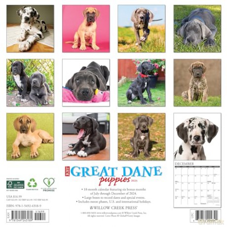 Great Dane Puppies 2025 Wall [KSIĄŻKA]