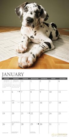 Great Dane Puppies 2025 Wall [KSIĄŻKA]
