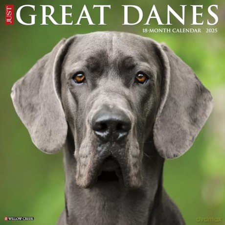 Great Danes 2025 Wall [KSIĄŻKA]