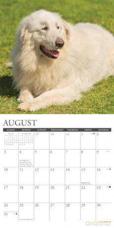 Great Pyrenees 2025 Wall [KSIĄŻKA]