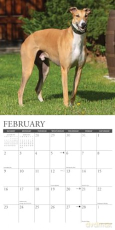 Greyhounds 2025 Wall [KSIĄŻKA]