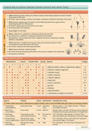 Guide to rushes 2018 (FSC fold-out chart): OP178 (WildID) - Hilary Wallace [KSIĄŻKA]