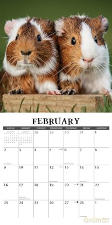 Guinea Pigs 2025 Wall [KSIĄŻKA]