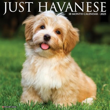 Havanese 2025 Wall [KSIĄŻKA]