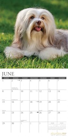 Havanese 2025 Wall [KSIĄŻKA]