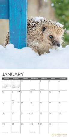 Hedgehogs 2025 Wall [KSIĄŻKA]