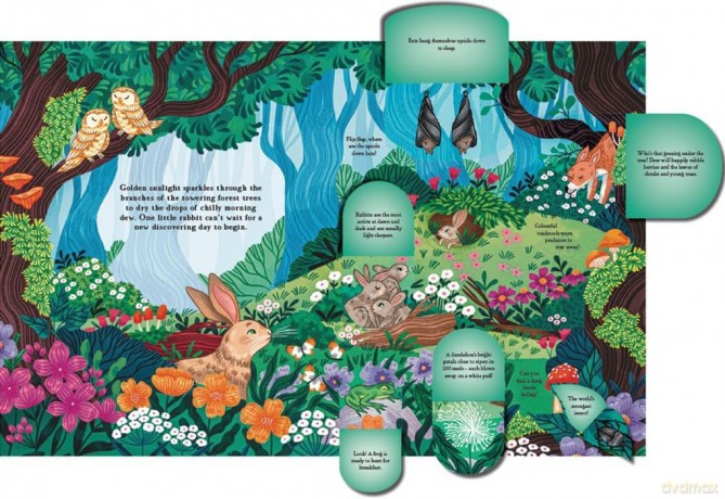 Hide and Find in the Forest: A Lift-the-Flap Woodland Adventure with over 100 flaps! - Scholastic [KSIĄŻKA]