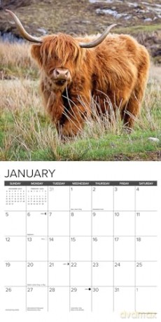 Highland Cows 2025 Wall [KSIĄŻKA]