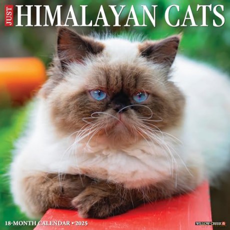Himalayan Cats 2025 Wall [KSIĄŻKA]
