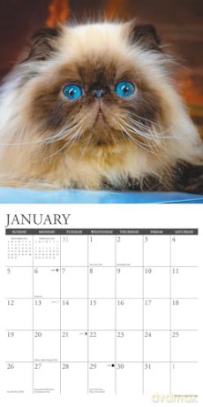Himalayan Cats 2025 Wall [KSIĄŻKA]