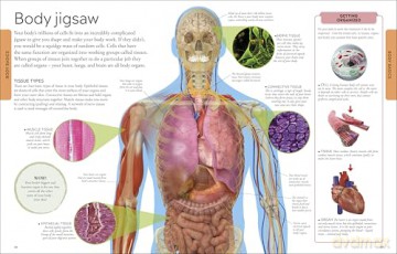 Human Body A Children's Encyclopedia [KSIĄŻKA]