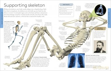 Human Body A Children's Encyclopedia [KSIĄŻKA]
