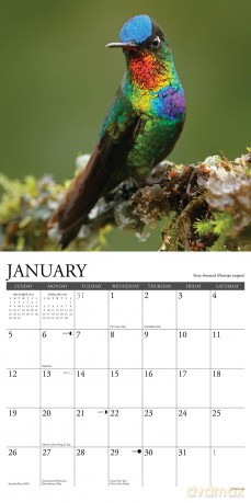Hummingbirds 2025 Wall [KSIĄŻKA]