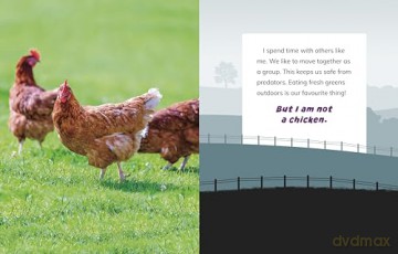 I Am Not a Chicken: Animals on the Farm (What Animal Am I) - Mari Bolte [KSIĄŻKA]
