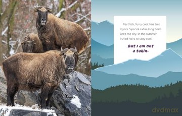 I Am Not a Snow Leopard: Animals in the Mountains (What Animal Am I) - Mari Bolte [KSIĄŻKA]